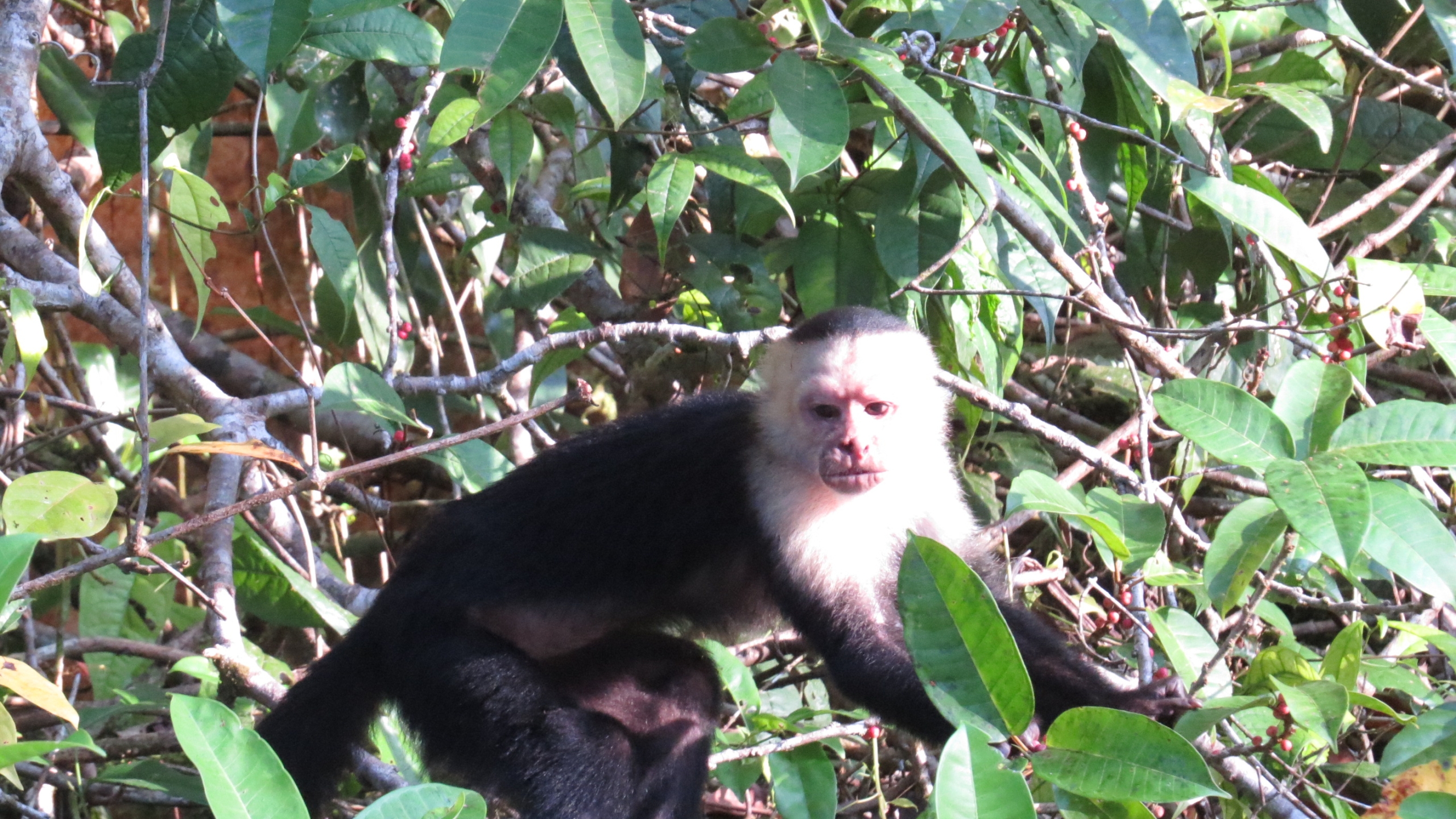 white Faced Capuchin Monkey