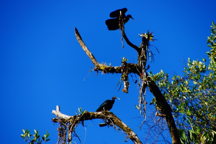 Ibis?