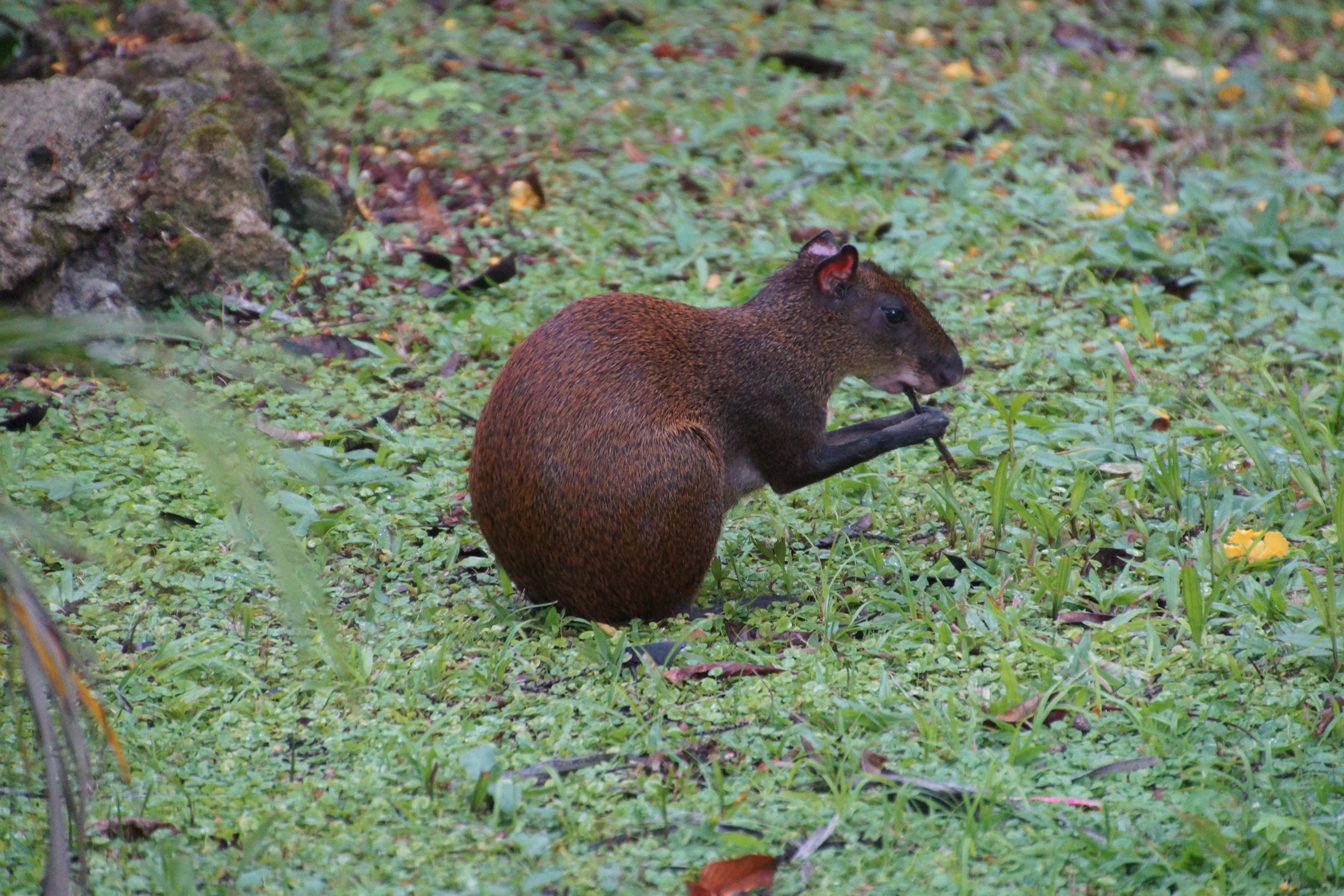 Agouti