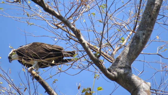 Osprey (Germ. Fischadler)